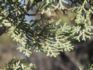 MacNab Cypress | Small Tree Seedling