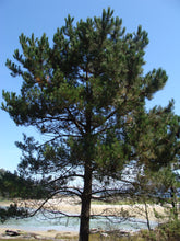 Load image into Gallery viewer, Maritime Pine | Medium Tree Seedling | The Jonsteen Company