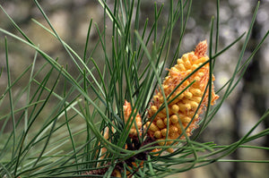 Maritime Pine | Medium Tree Seedling | The Jonsteen Company