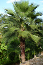 Load image into Gallery viewer, Mexican Fan Palm | Mini-Grow Kit | The Jonsteen Company