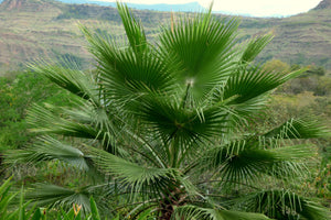 Mexican Fan Palm | Mini-Grow Kit | The Jonsteen Company