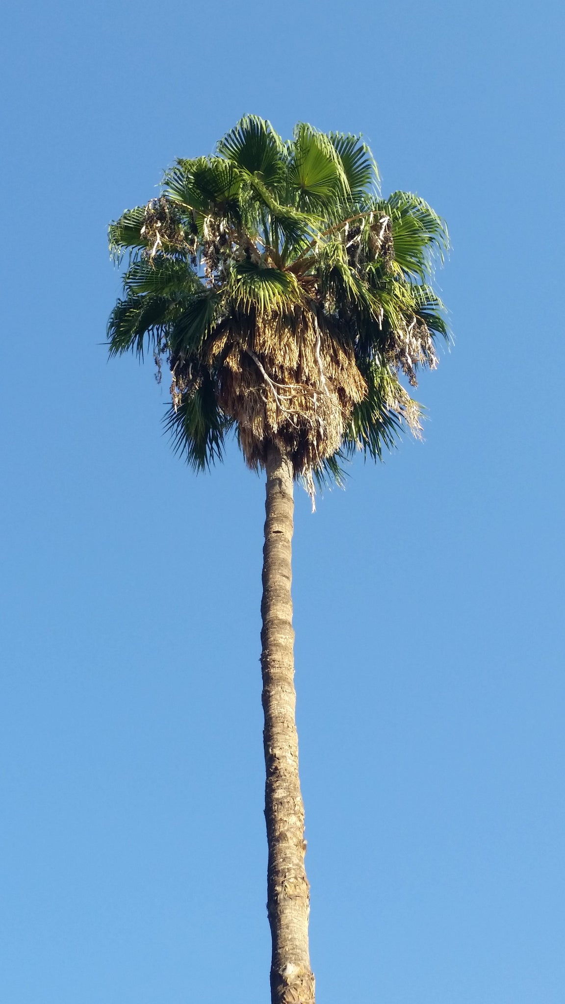 mini palm tree like plant Mexican Fan Palm