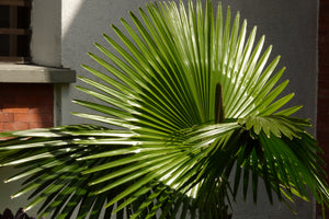 Mexican Fan Palm | Mini-Grow Kit | The Jonsteen Company