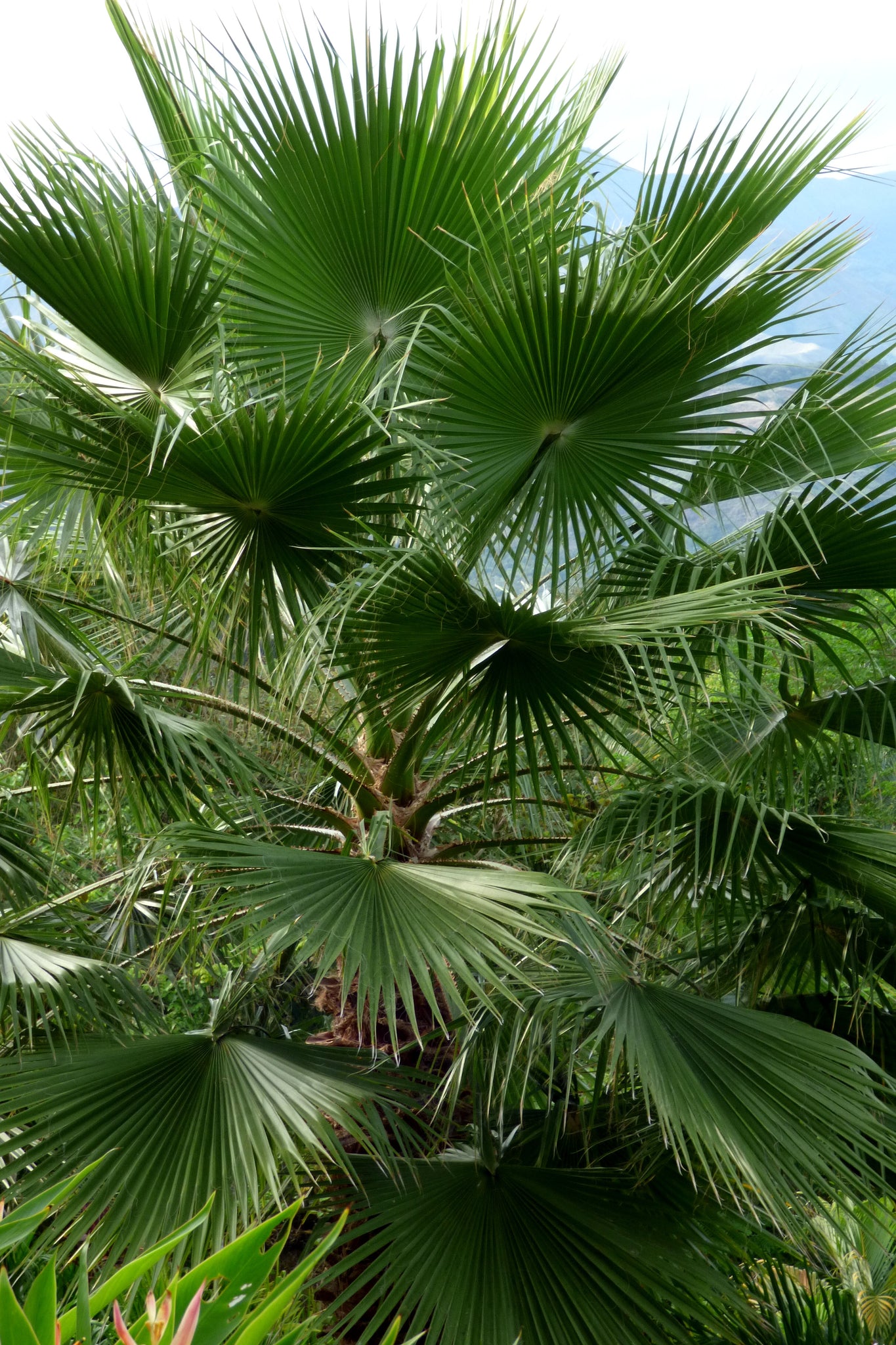 mexican fan palm planting Mexican Fan Palm
