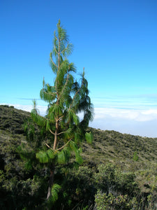 Mexican Weeping Pine | Small Tree Seedling | The Jonsteen Company