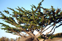 Load image into Gallery viewer, Monterey Cypress | Medium Tree Seedling | The Jonsteen Company