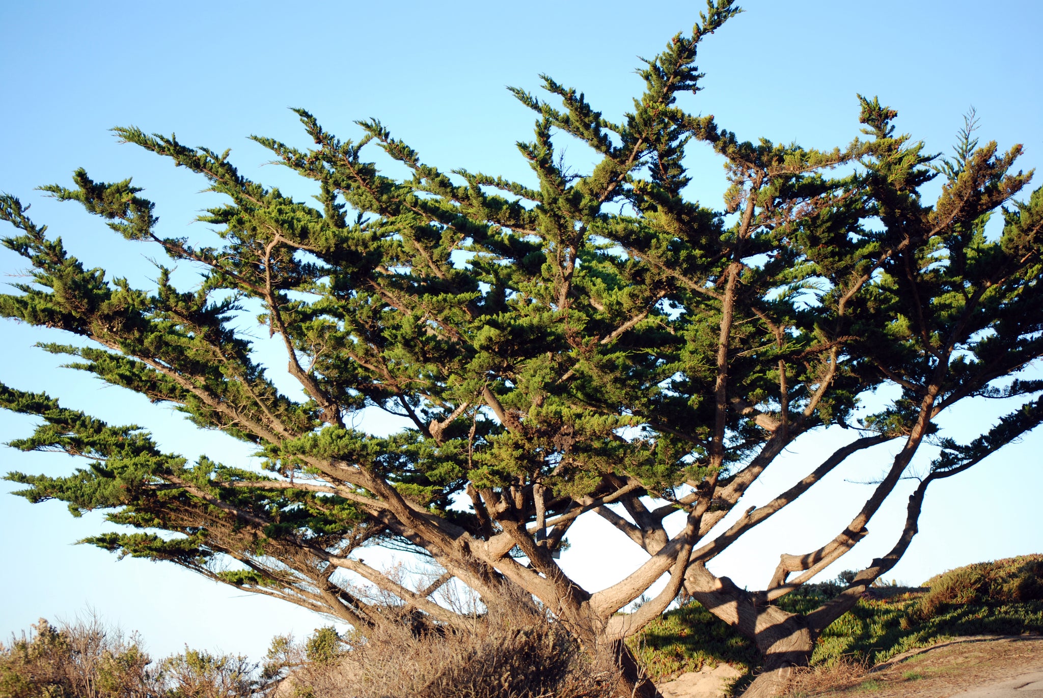 monterey bonsai tree Monterey Cypress