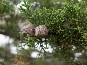 Monterey Cypress | Medium Tree Seedling | The Jonsteen Company
