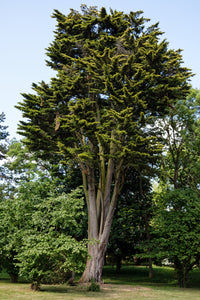 Monterey Cypress | Small Tree Seedling | The Jonsteen Company