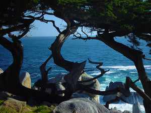 Monterey Cypress | Lot of 30 Tree Seedlings | The Jonsteen Company
