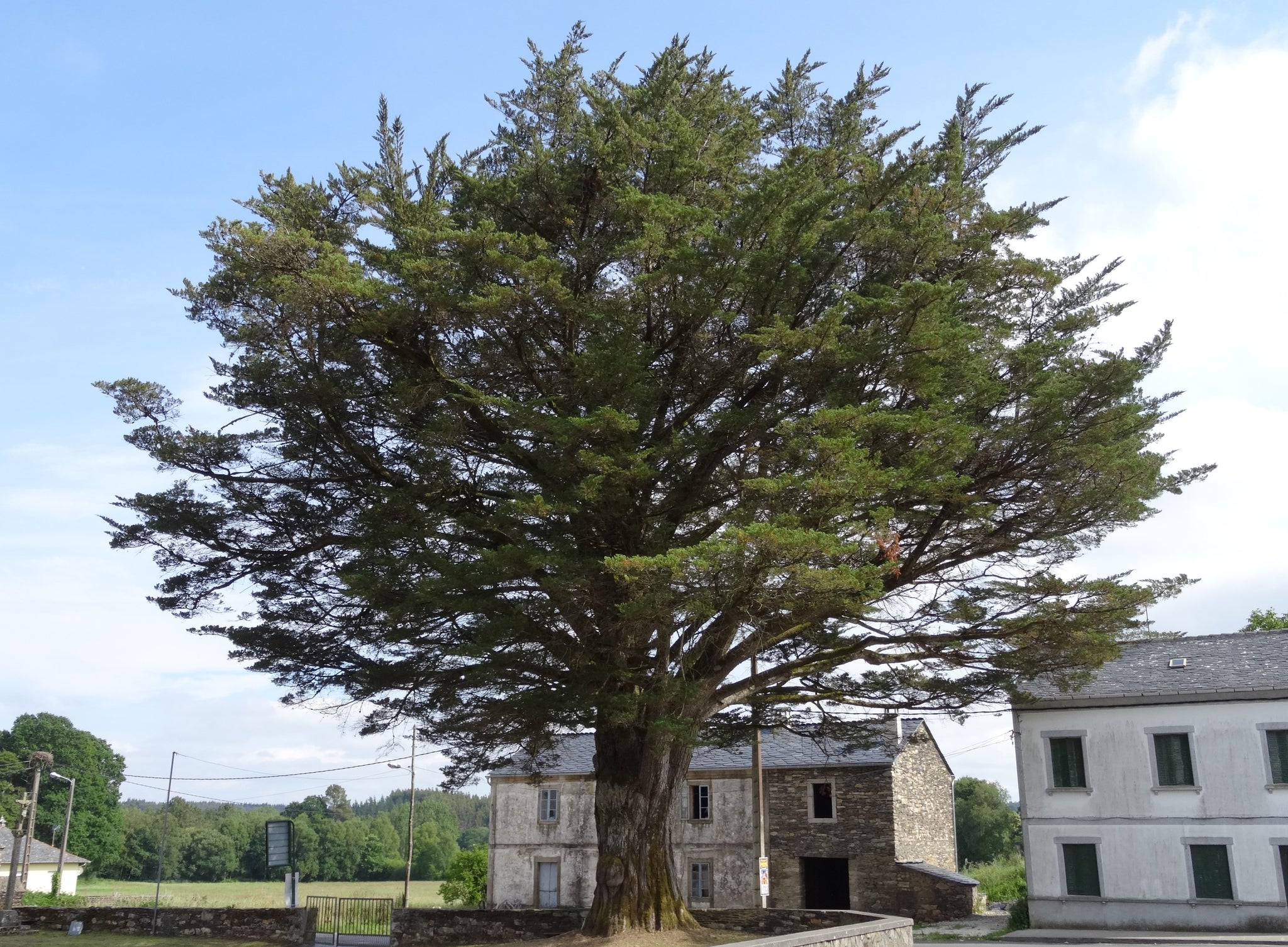 Semillas De Ciprés De Monterey (Cupressus Macrocarpa) - Pack De 100 Semillas, Fáciles De Cultivar