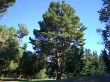 Load image into Gallery viewer, Monterey Pine | Mini-Grow Kit | The Jonsteen Company