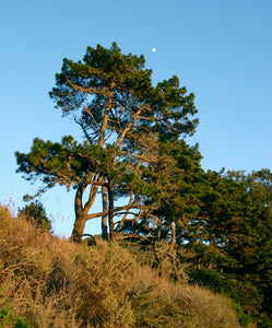 Monterey Pine | Lot of 30 Tree Seedlings | The Jonsteen Company