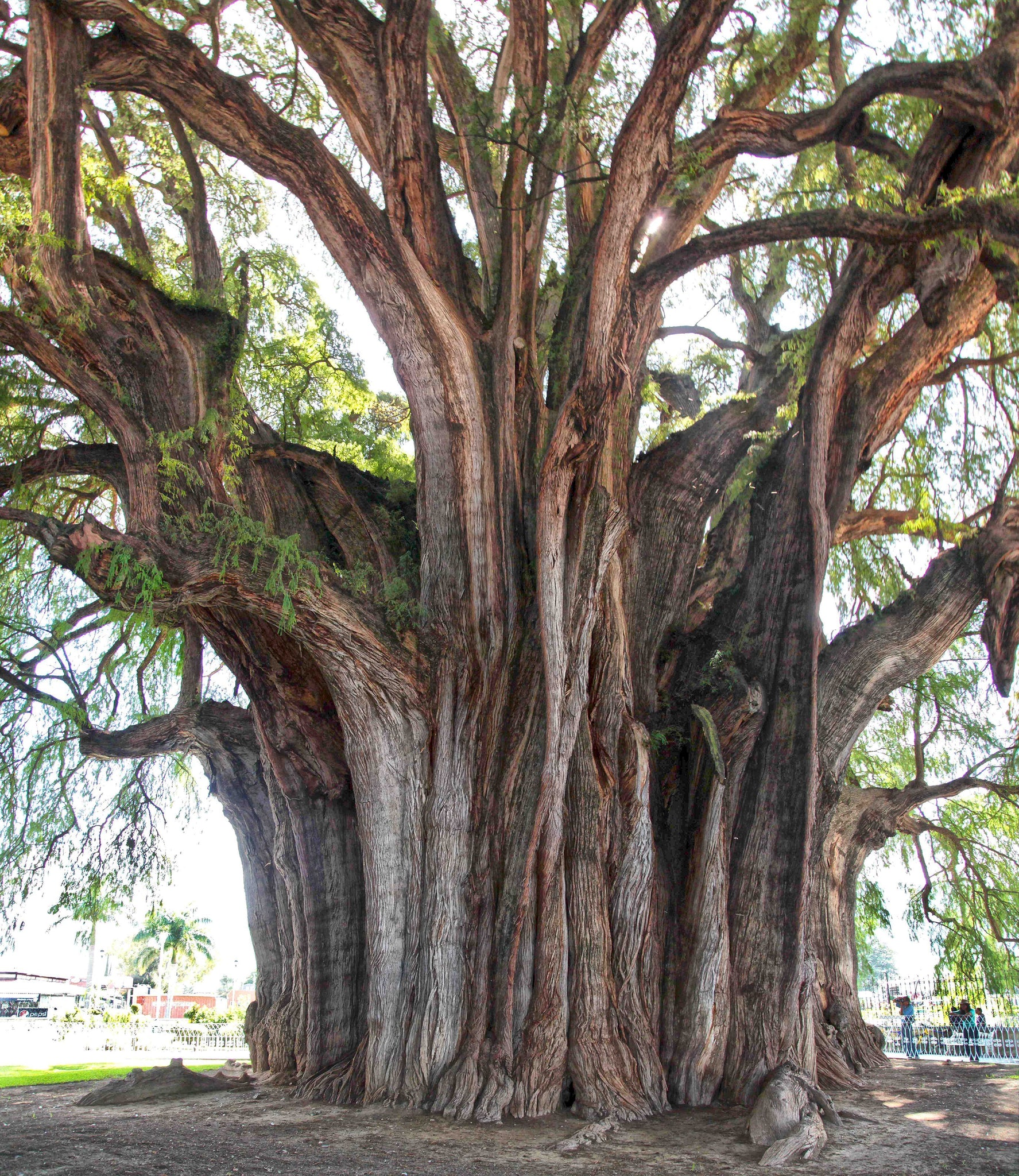 Xl Tree Montezuma Cypress | XL Tree Seedling – The Jonsteen Company