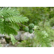 Load image into Gallery viewer, Montezuma Cypress | Nursery Lot of 30 Tree Seedlings | The Jonsteen Company