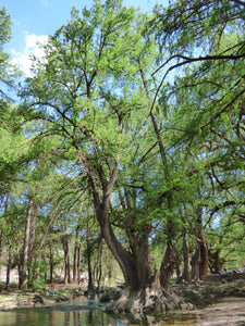 Montezuma Cypress | Nursery Lot of 30 Tree Seedlings | The Jonsteen Company