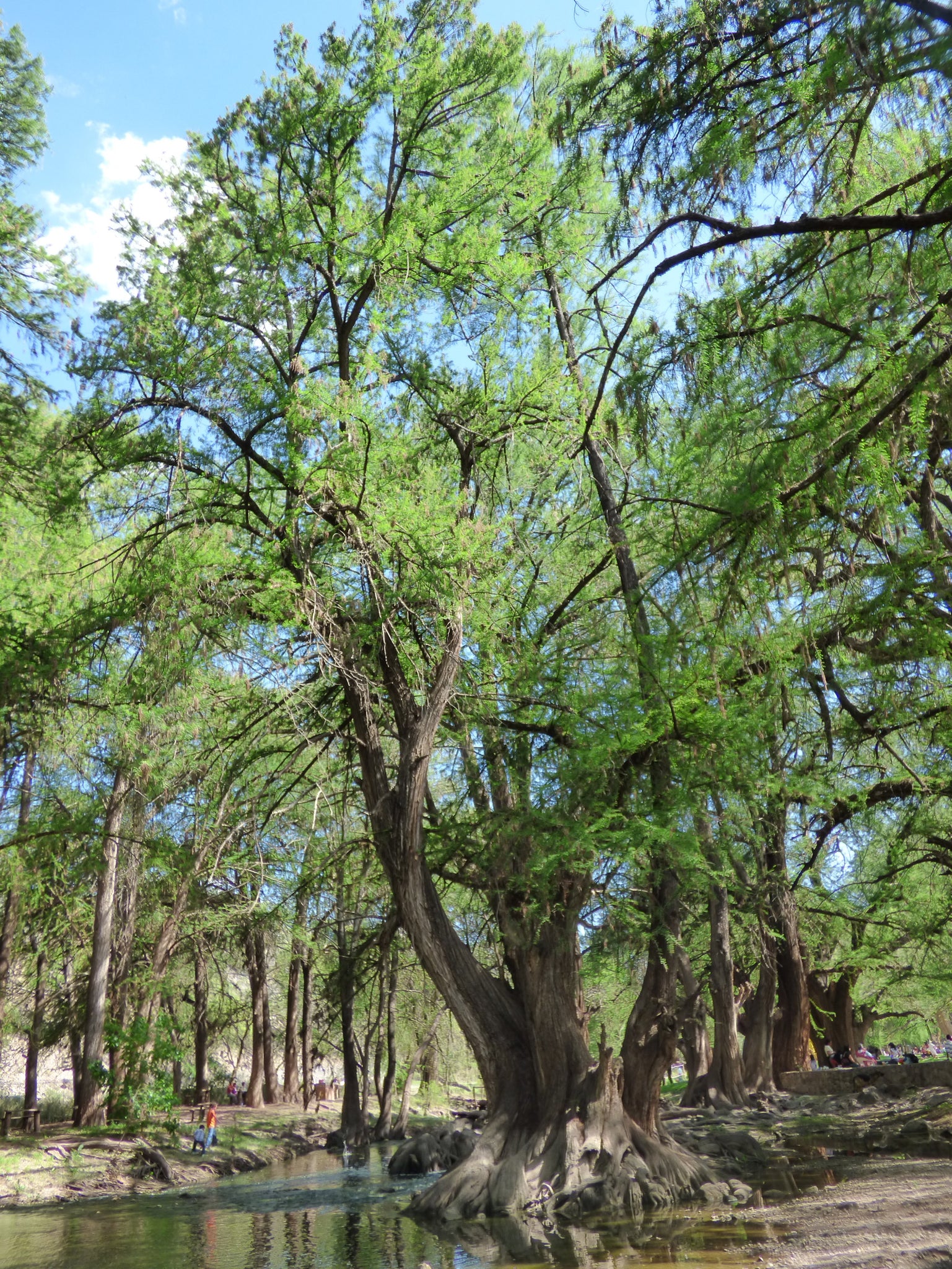 Xl Tree Montezuma Cypress | XL Tree Seedling – The Jonsteen Company