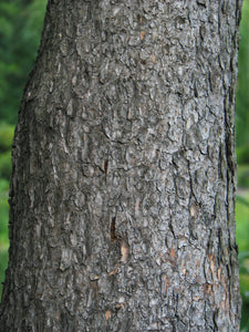 Mugo Pine | Small Tree Seedling | The Jonsteen Company
