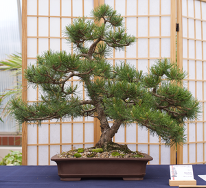 Mugo Pine | Medium Tree Seedling