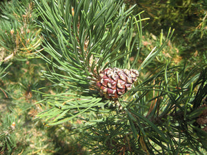 Mugo Pine | Medium Tree Seedling | The Jonsteen Company