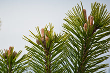 Load image into Gallery viewer, Mugo Pine | Medium Tree Seedling