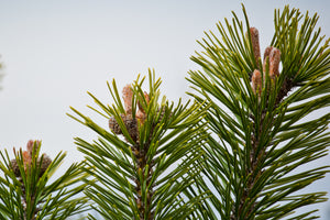 Mugo Pine | Lot of 30 Tree Seedlings | The Jonsteen Company