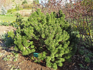 Mugo Pine | Lot of 30 Tree Seedlings | The Jonsteen Company