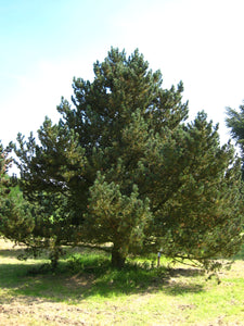 Mugo Pine | Lot of 30 Tree Seedlings | The Jonsteen Company