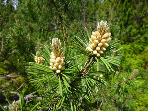 Mugo Pine | Small Tree Seedling | The Jonsteen Company