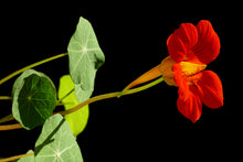 Load image into Gallery viewer, Nasturtium | Flower Seed Grow Kit | The Jonsteen Company
