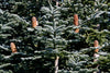 Christmas Tree | Noble Fir | The Jonsteen Company
