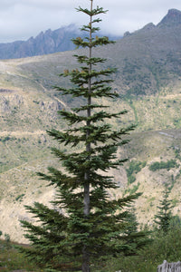 Noble Fir | Small Tree Seedling | The Jonsteen Company