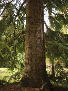 Nordmann Fir | Small Tree Seedling | The Jonsteen Company