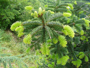 Nordmann Fir | Small Tree Seedling | The Jonsteen Company