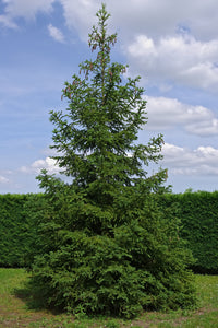 Norway Spruce | Medium Tree Seedling | The Jonsteen Company
