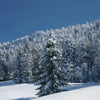 Christmas Tree | Norway Spruce | The Jonsteen Company