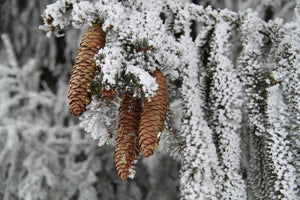 Living Christmas Tree | Norway Spruce | The Jonsteen Company