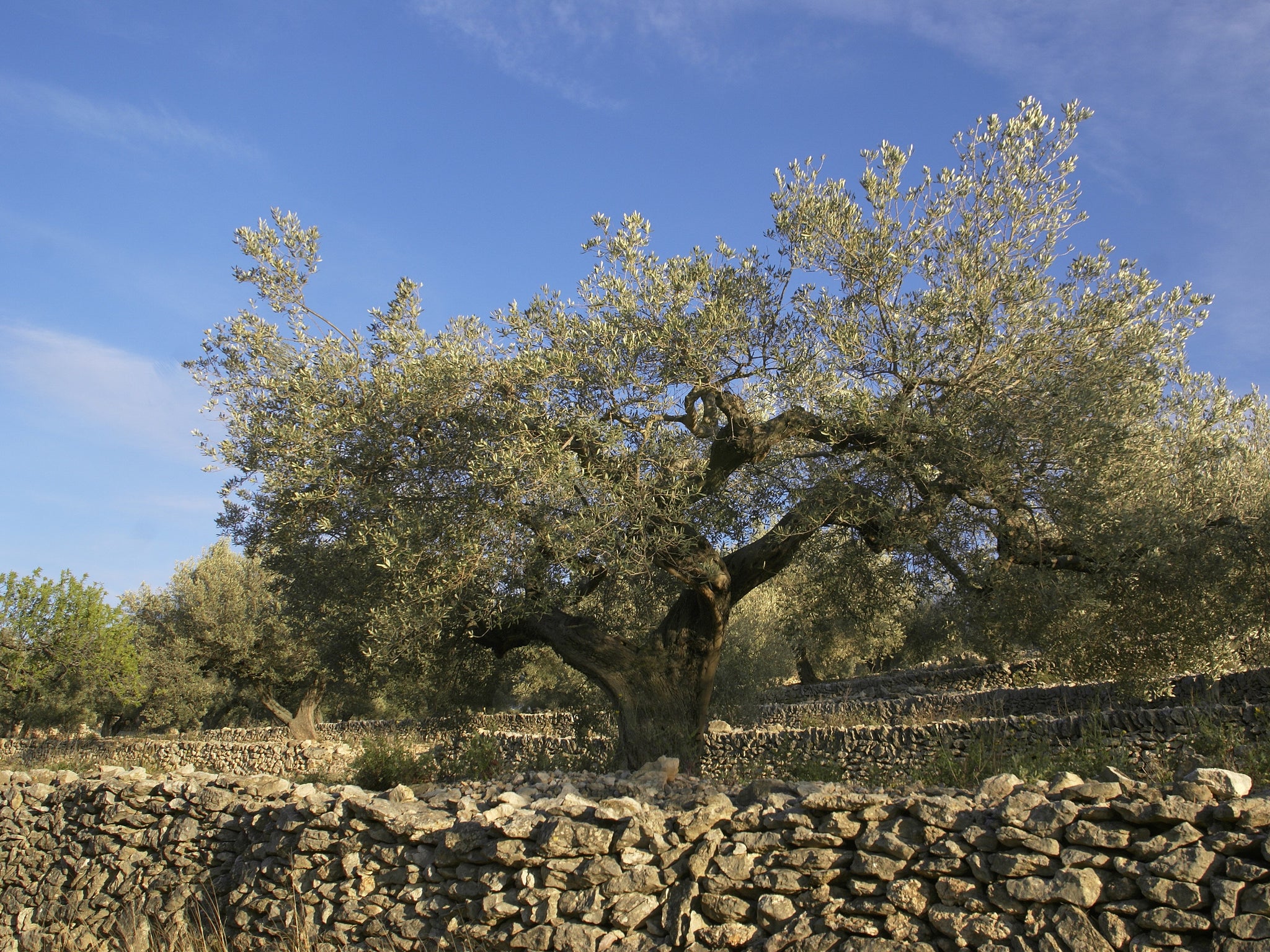 Large Olive Tree