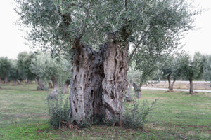 Olive Tree | Large Tree Seedling | The Jonsteen Company