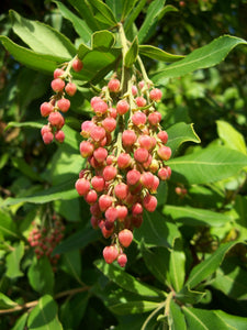 Pacific Madrone | Small Tree Seedling | The Jonsteen Company