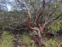 Load image into Gallery viewer, Pacific Madrone | Medium Tree Seedling | The Jonsteen Company