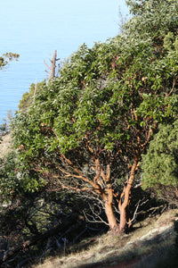 Pacific Madrone | Medium Tree Seedling | The Jonsteen Company