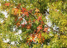 Load image into Gallery viewer, Pin Oak | Medium Tree Seedling | The Jonsteen Company