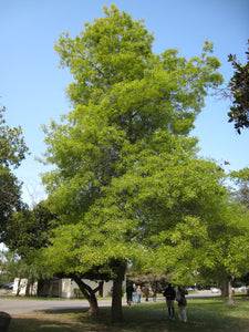 Pin Oak | Medium Tree Seedling | The Jonsteen Company