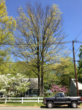 Load image into Gallery viewer, Pin Oak | Lot of 30 Tree Seedlings | The Jonsteen Company