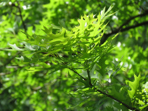 Pin Oak | Lot of 30 Tree Seedlings | The Jonsteen Company