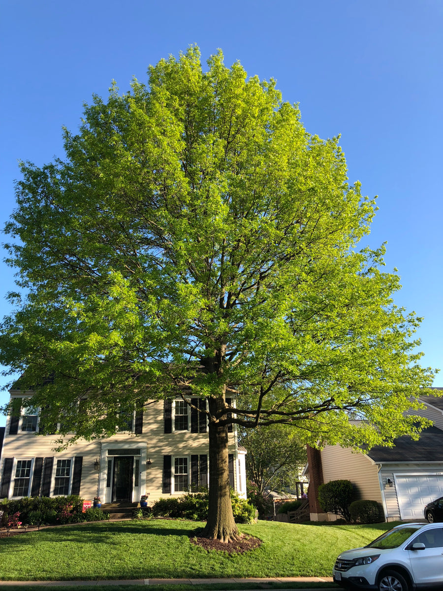 Pin Oak Medium Tree Seedling