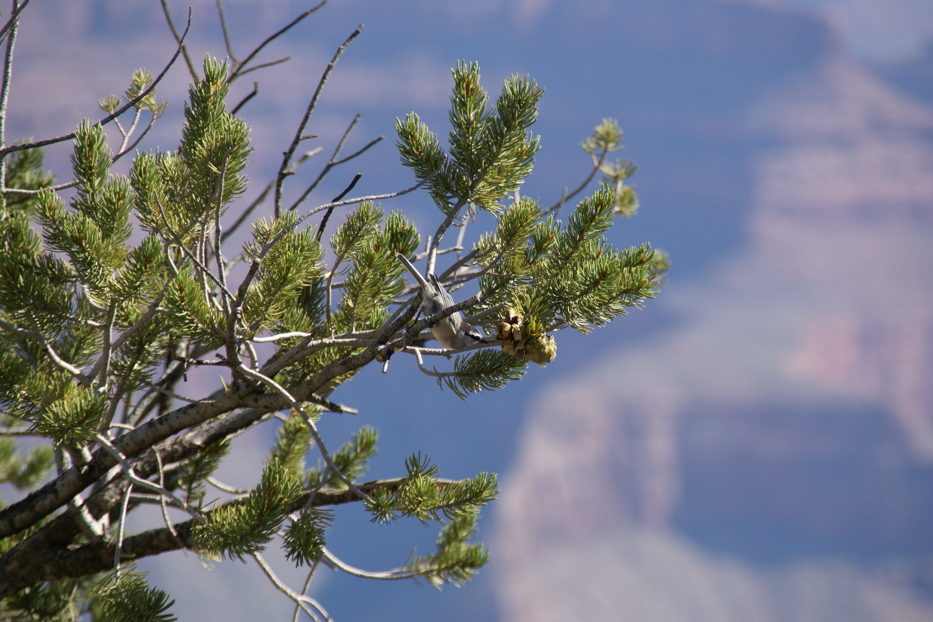 Piñon Pine | Pinus edulis | Medium Tree Seedling – The Jonsteen Company