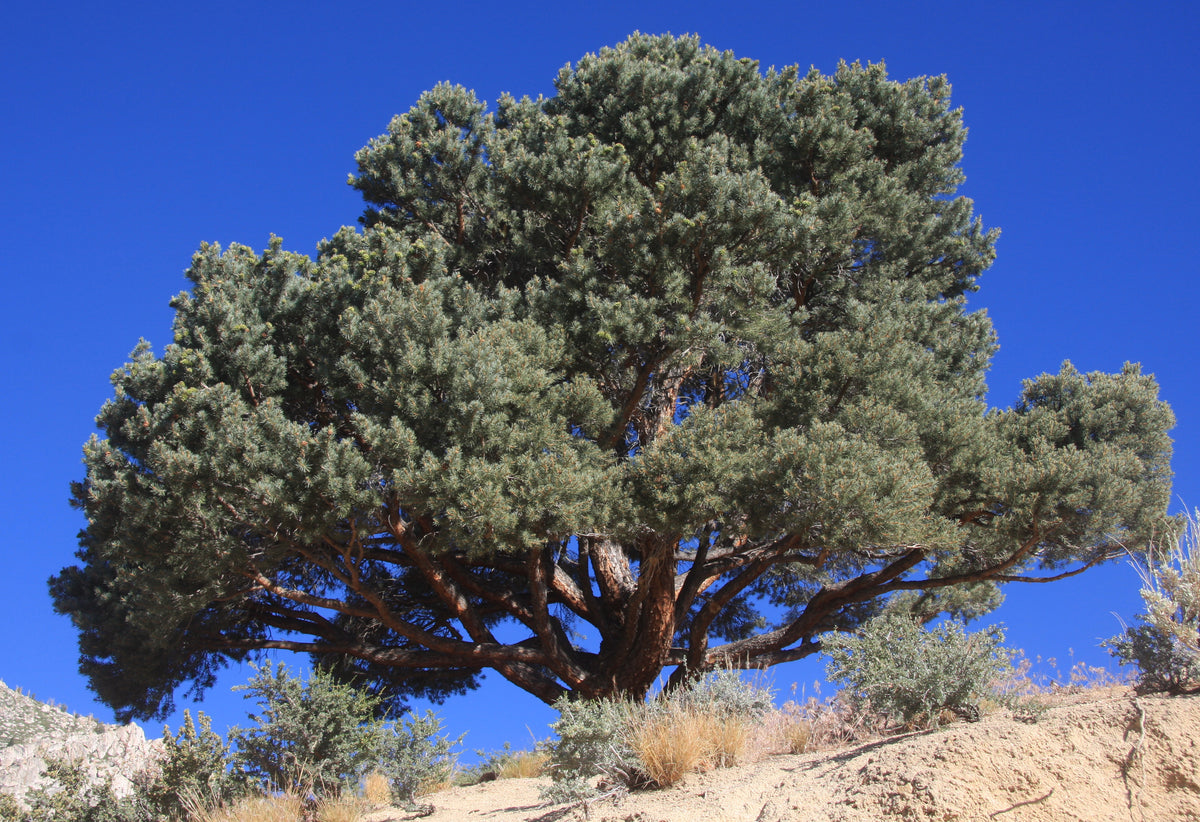 Piñon Pine | Pinus edulis | Medium Tree Seedling – The Jonsteen Company