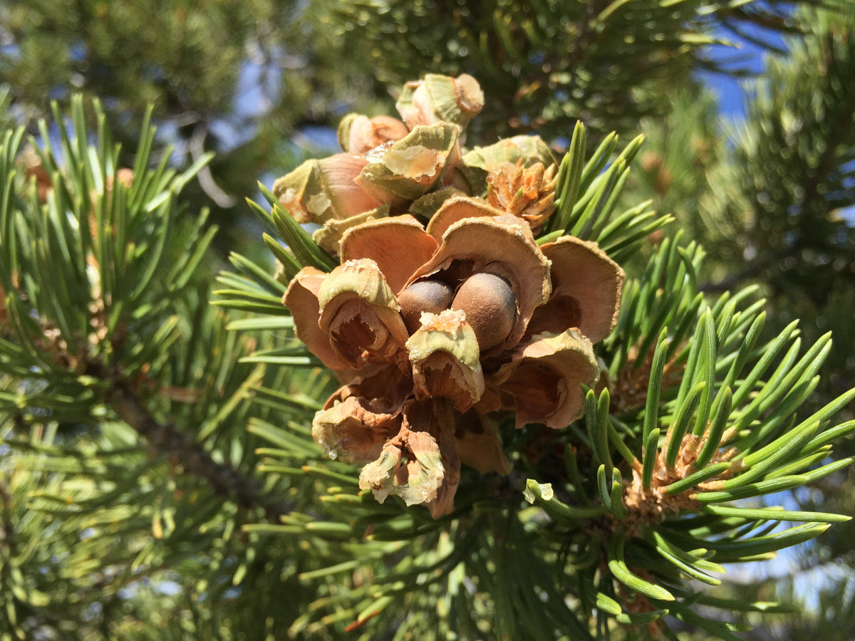 Piñon Pine | Pinus edulis | Medium Tree Seedling – The Jonsteen Company